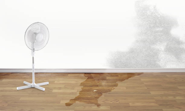 Best Professional water damage repair  in Coplay, PA
